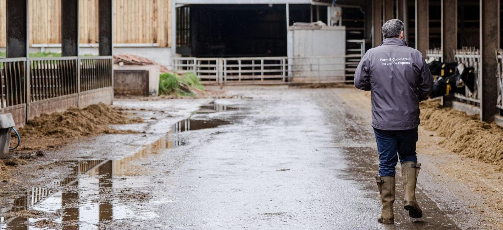 Insurance professional walking through a dairy farm, with cattle and farm buildings in the background.