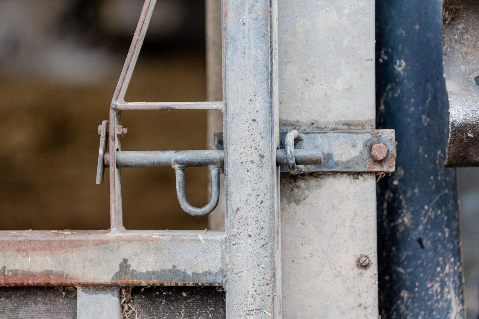 Close-up of a metal farm gate latch and locking mechanism, highlighting a potential farm safety risk.