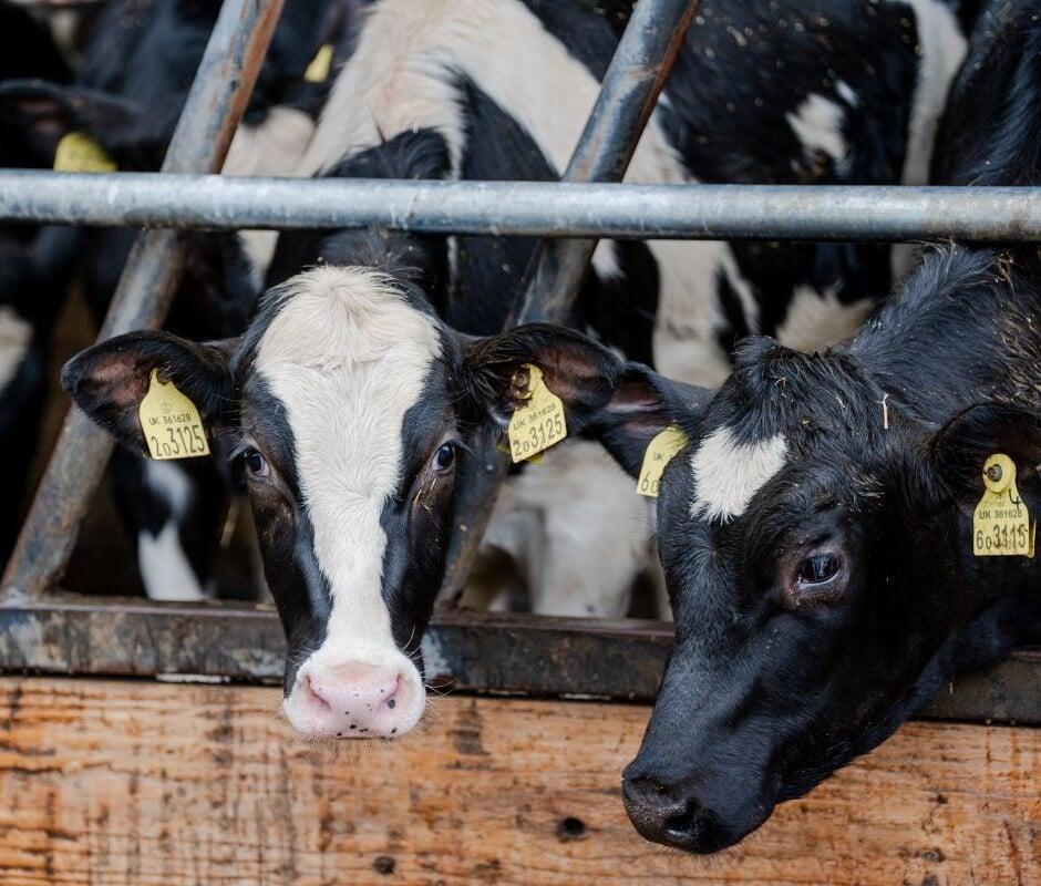 Dairy cow in a working farm building, representing livestock and agricultural risks covered by farm insurance