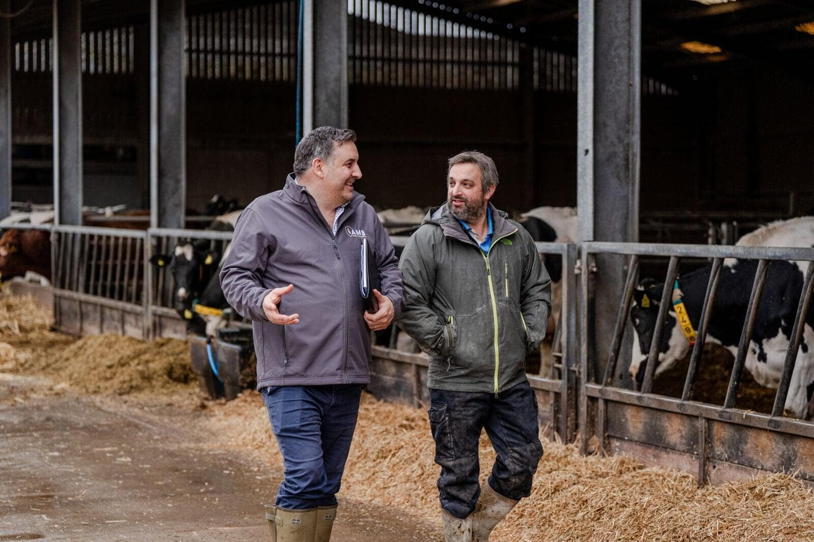 Two men talking while walking through a dairy farm, with cattle in the background.