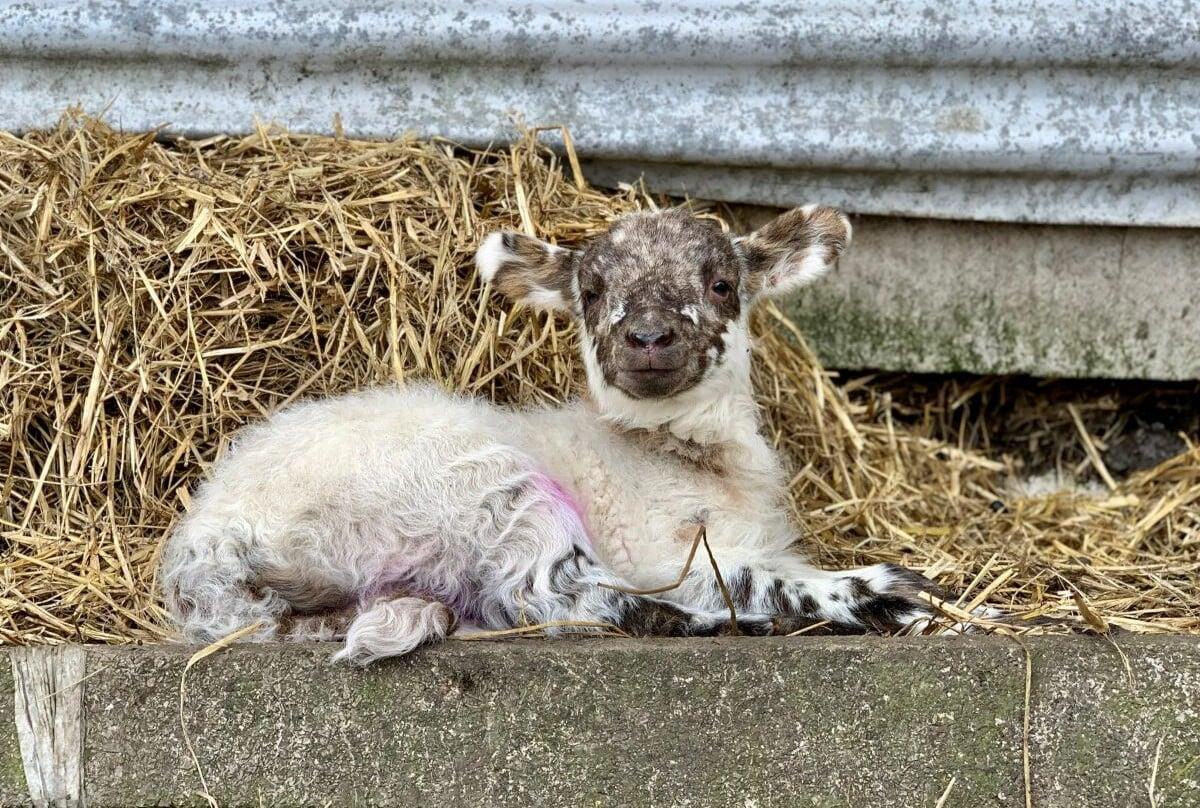 Farmer checking newborn lambs during lambing season