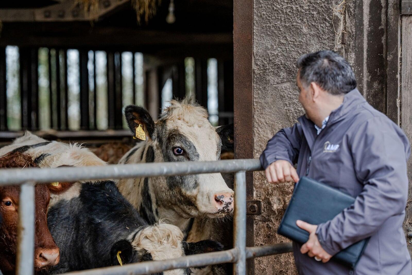 Rural insurance advisor inspecting livestock in a farm building, reflecting practical knowledge of agricultural businesses